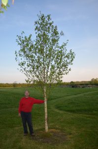 betula albosinensis fascination chinese birch