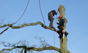 Tree Surgeons right at the top of a tree