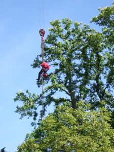 Tree Surgeon - Crane Work