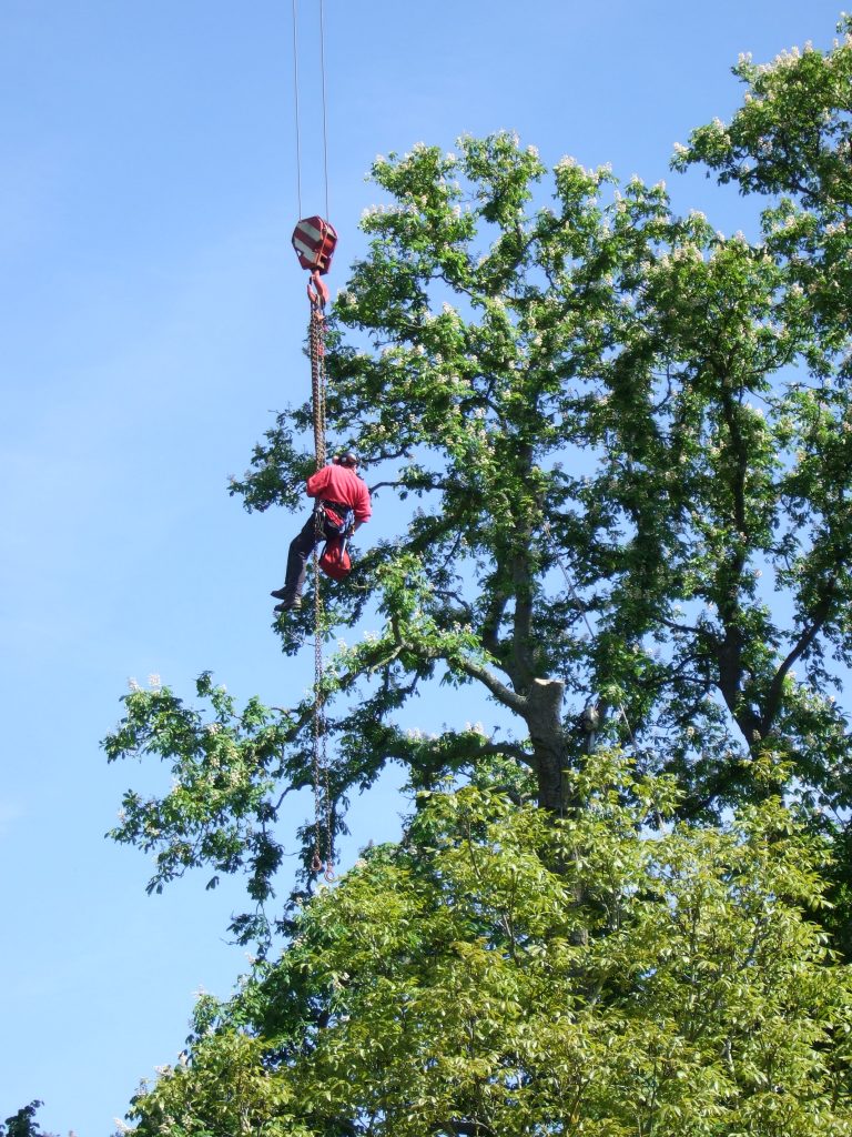 Tree Surgeons & Arboriculturalists