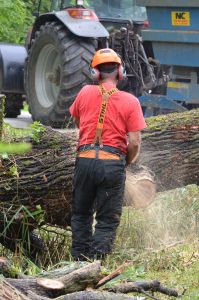 Tree Surgeon using chain saw to reduce sections of a cut down tree