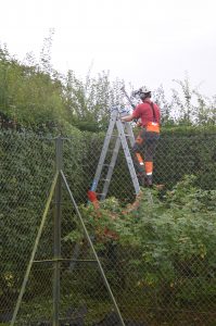 Tree Surgeon on ladder hedge trimming