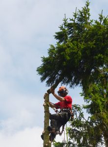 Tree Cutting