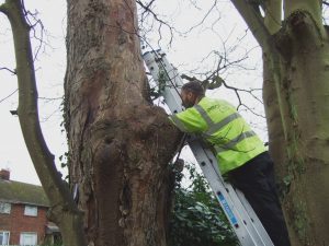 Tree Surveys