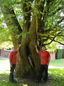 Tree Surgeons standing in front of old, gnarled tree